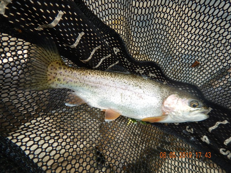 $BaldEagleStatePark2009$.jpg - A Bald Eagle rainbow trout.  Water in Bald Eagle was also a bit high and cloudy but we caught a few.