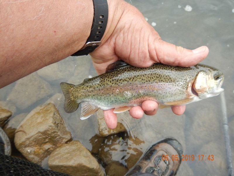 $BaldEagleStatePark2010$.jpg - Same fish, different pose.  A stocker (perish the thought) but still a trout.