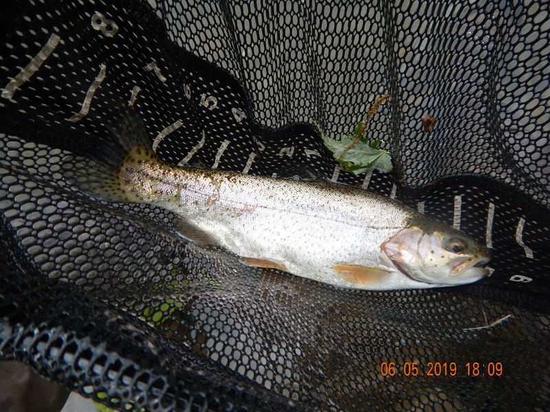 $BaldEagleStatePark2012$.jpg - Another rainbow.  They weren't jumping on the hook and we worked hard for the ones we caught.  Guess that madeit all that much more pleasurable.