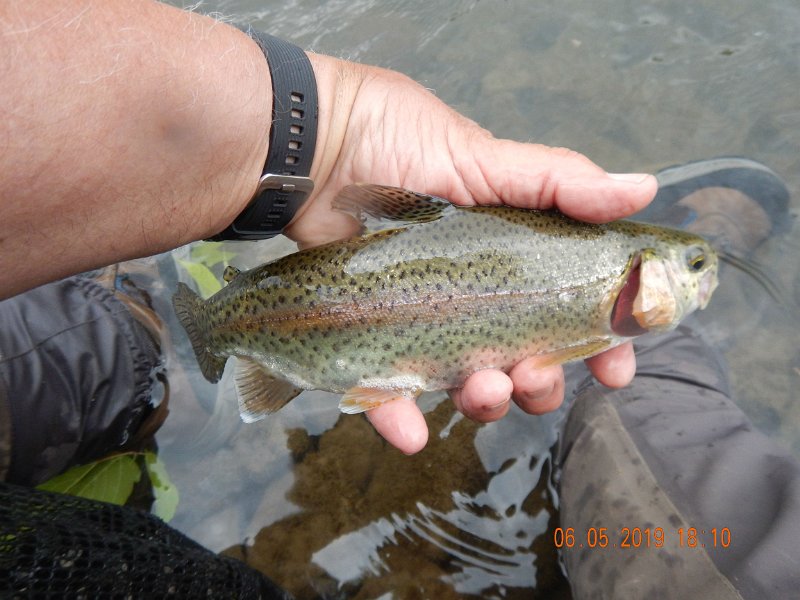 $BaldEagleStatePark2013$.jpg - These fish are not starving.  Certainly healthy.