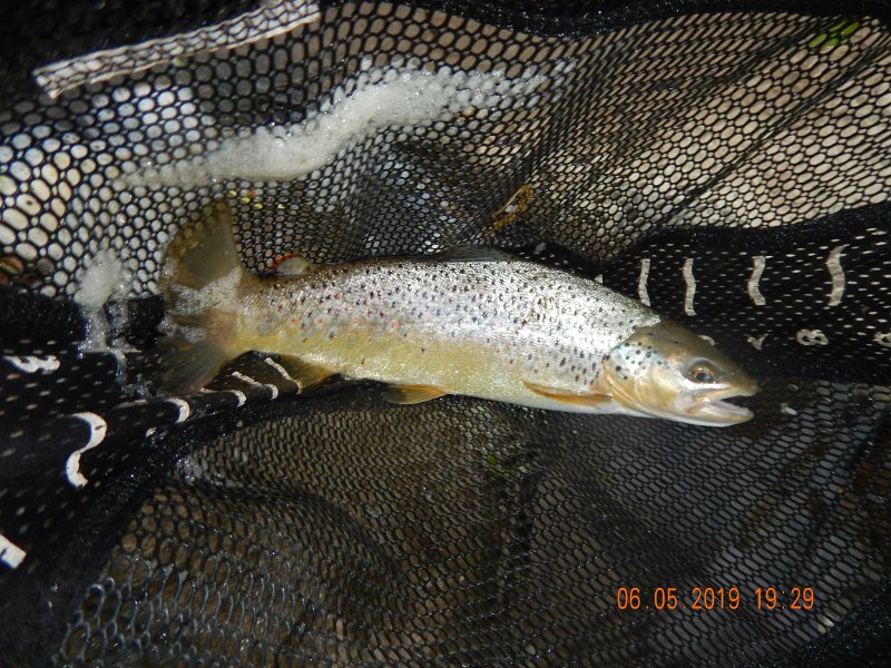 $BaldEagleStatePark2016$.jpg - Caught this nice brown on a Slate Drake emerger.
