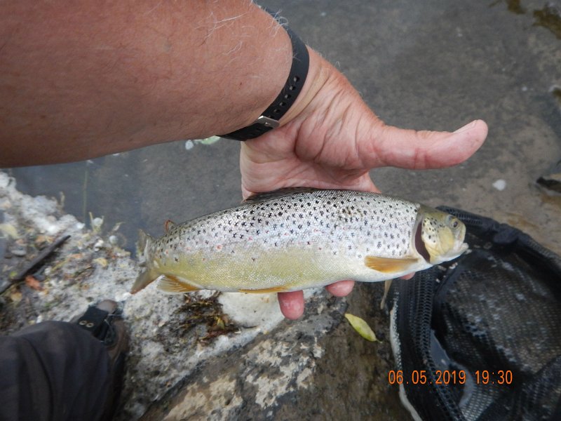 $BaldEagleStatePark2017$.jpg - Here's another look at the same fish. 