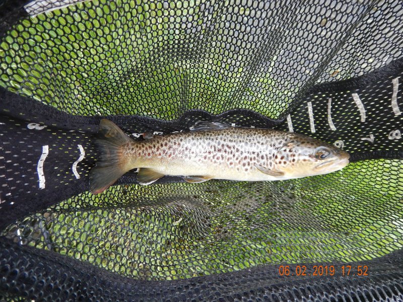 $BaldEagleStatePark2020$.jpg - My first fish.  Stretched out it went about 14 inches.  Not a bad start.