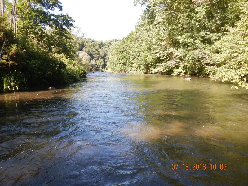 $Bald Eagle and Spring Creeks-007$.jpg - Saw some blue wings on my truck bed but no where near the water.  Fun fishing anyway.