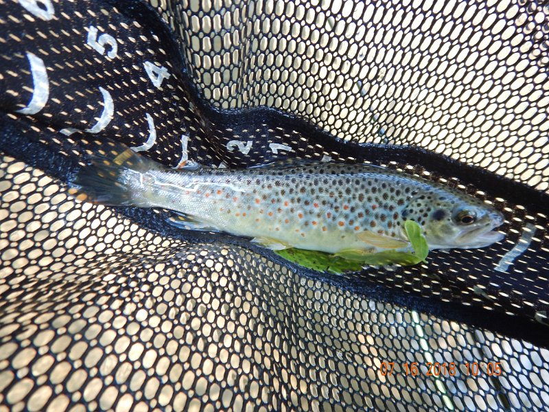 $Bald Eagle and Spring Creeks-014$.jpg - Caught this little brown. Nice fish under tough conditions.
