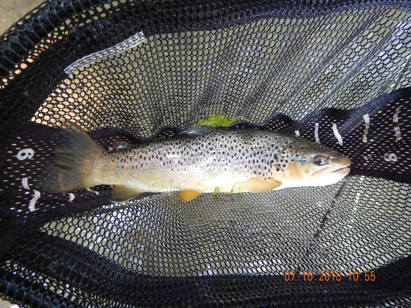 $Bald Eagle and Spring Creeks-018$.jpg - Then I threw a nymph to that trout under the bush when a dry didn't work.  It hit my strike indicator.  So, I switched to a yellow woody.  Boom, a nice brown on the second cast.