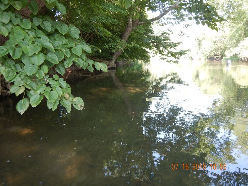 $Bald Eagle and Spring Creeks-020$.jpg - Yep, that's exactly the spot where he was living.