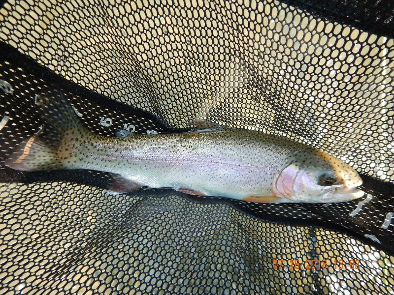 $Bald Eagle and Spring Creeks-025$.jpg - And, by golly, here's another rainbow.  Bald Eagle Creek was treating me pretty well....for a first timer.