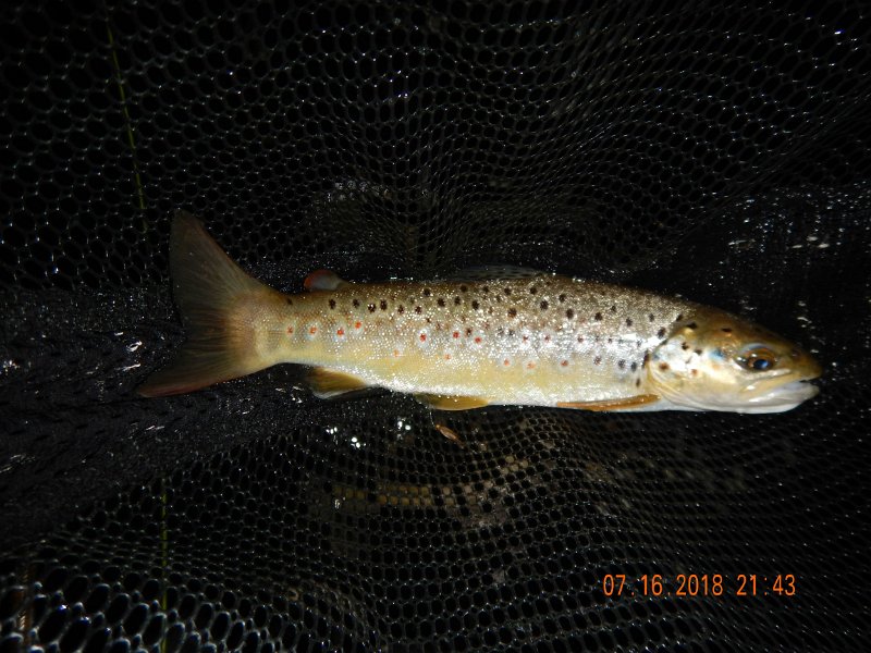 $Bald Eagle and Spring Creeks-029$.jpg - Fishing at night was also cool.  Here's a brown I got at about 10:00 pm.  Think this is just before I broke my rod in three pieces (but that's another story)