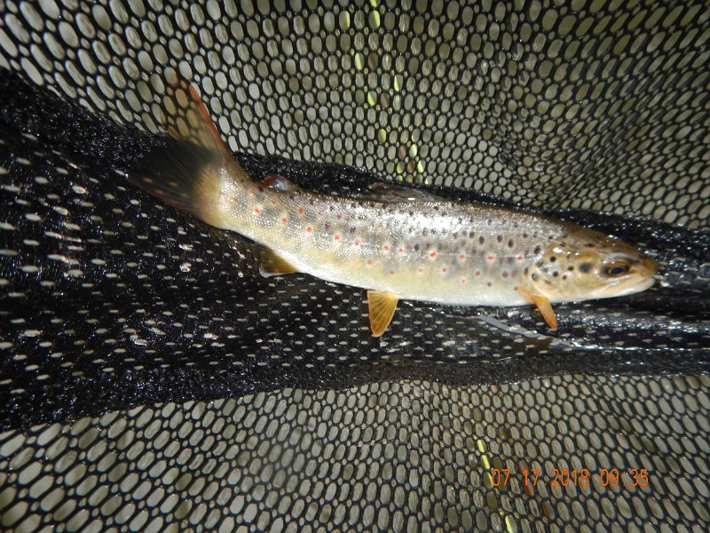 $Bald Eagle and Spring Creeks-030$.jpg - Next day on Spring Creek.  Trying my hand at the wet fly, soft hackle, swing thing....it works!