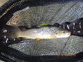 $Bald Eagle and Spring Creeks-018$