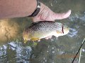 $Bald Eagle and Spring Creeks-019$