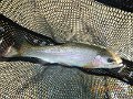 $Bald Eagle and Spring Creeks-025$