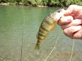 $Bald Eagle and Spring Creeks-028$