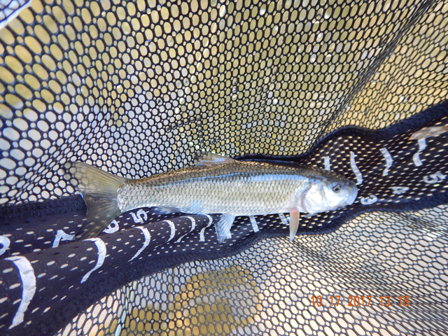 DSCN2716.jpg -                         Here is a sample of our catch.  Hey, maybe I'll call them bone fish.  Sounds way better than chubs.       