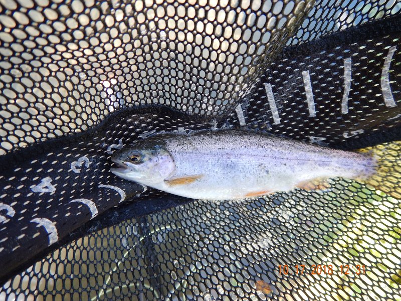 $Spring Creek002$.jpg - These little fish were amazing. Short but fat.