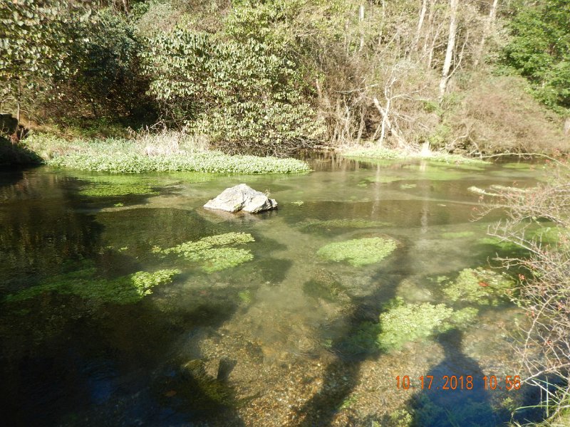 $Spring Creek011$.jpg - Its not hard to see why the fish are so fat.  There are frish water shrimp, and sow bugs everywhere in the underwater plants.