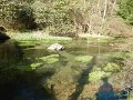 $Spring Creek011$