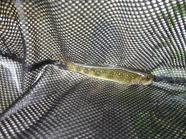 DSC01040.jpg -                                My Brookie at Big Spring
