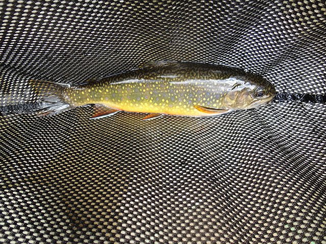DSC01043.jpg -                                Gary's Brookie at Big Spring