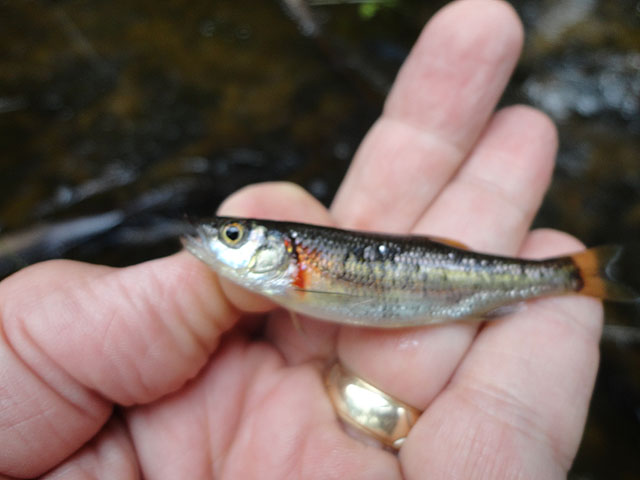 DSC01047.jpg - Mountain creek trout imposter.                               