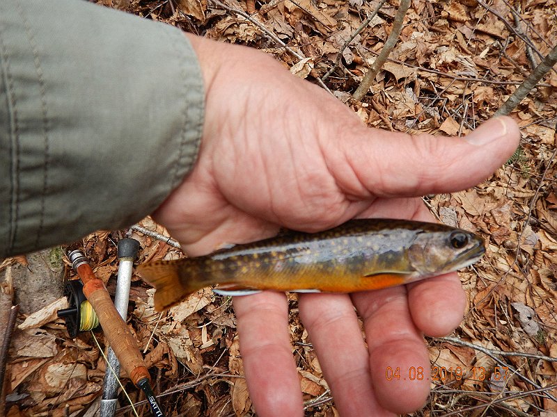 $BigSpringPatterson1007$.jpg - Surprisingly this fish hit a dry...hooray! Dry fly fishing is just around the corner.