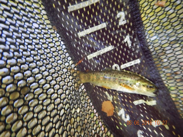 DSCN1419.jpg -                                First cast on Black Creek at the 534 Bridge.  Looked to be a good day.