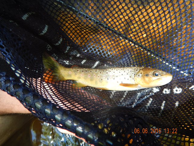 DSCN1427.jpg -                                Here is another that came to the net.