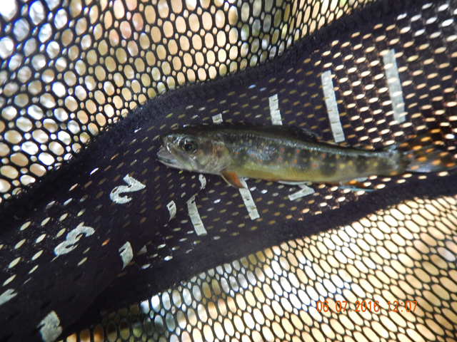 DSCN1436.jpg -                                Most of the fish I got in the short time I fished Hickory were in the 6 to 9 inch class.  This was the exception.