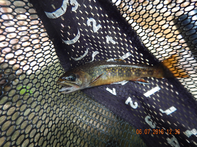 DSCN1438.jpg -                                Brookies like this one came pretty regularly.
