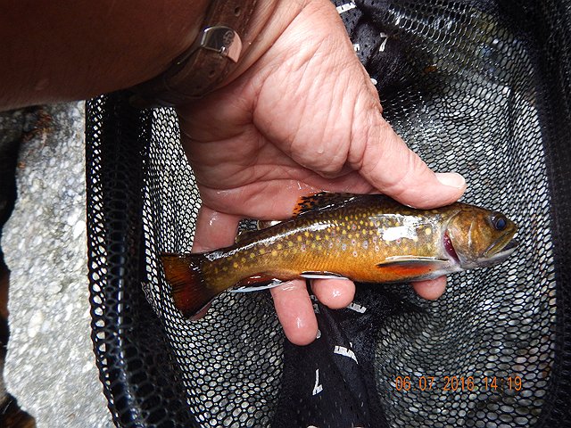 DSCN1452.jpg -                                I made a deal with the Trout God.  Give me one more beauty and I'll stop fishing for the day.  Now, I'm not usually overly superstitious but today, I put the rod away and went back to the trailer.