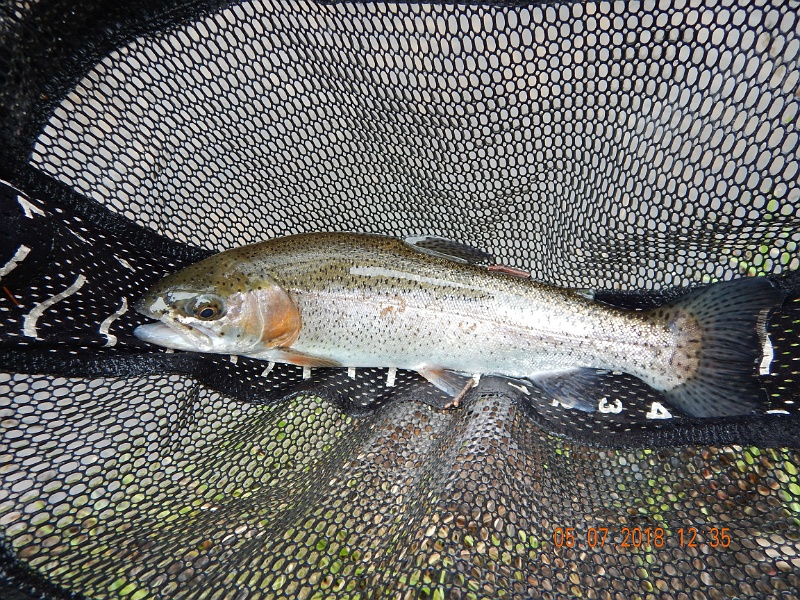 DSCN3144.jpg - Stocked trout were plentiful