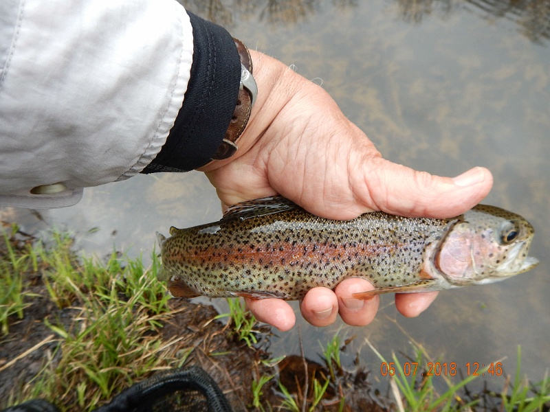 DSCN3150.jpg - Same fish in hand seems to show the colors better.