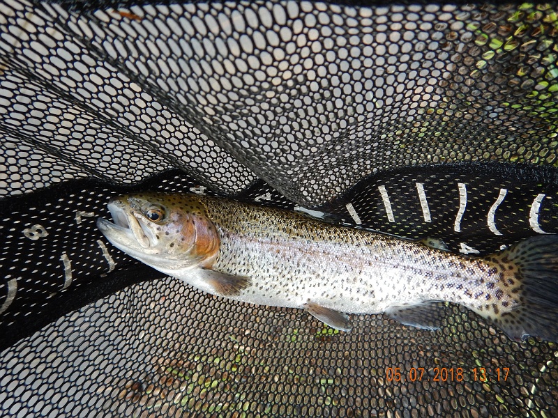 DSCN3153.jpg - Had to get a net pic because sometimes rainbows won't hold still for a hand pic.