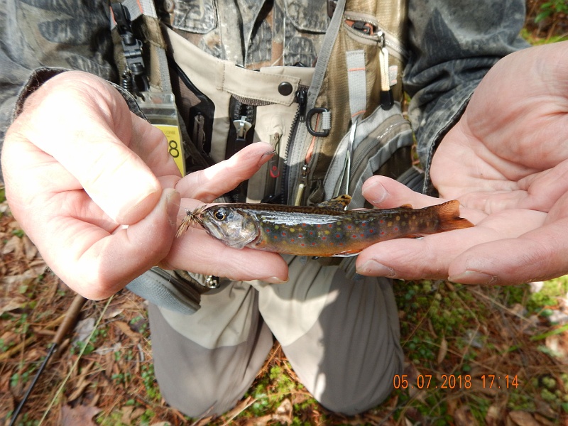 DSCN3159.jpg - Mike and I met on the stream and went hunting for wild trout.  He struck first with this nice brookie.