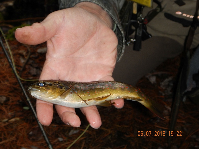 DSCN3162.jpg - Then Mike got another nice fish.  This one was a brown!
