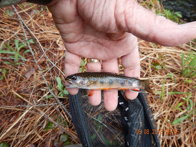 DSCN3167.jpg - We hit the same stream the next day.  I managed this fish on a dry.