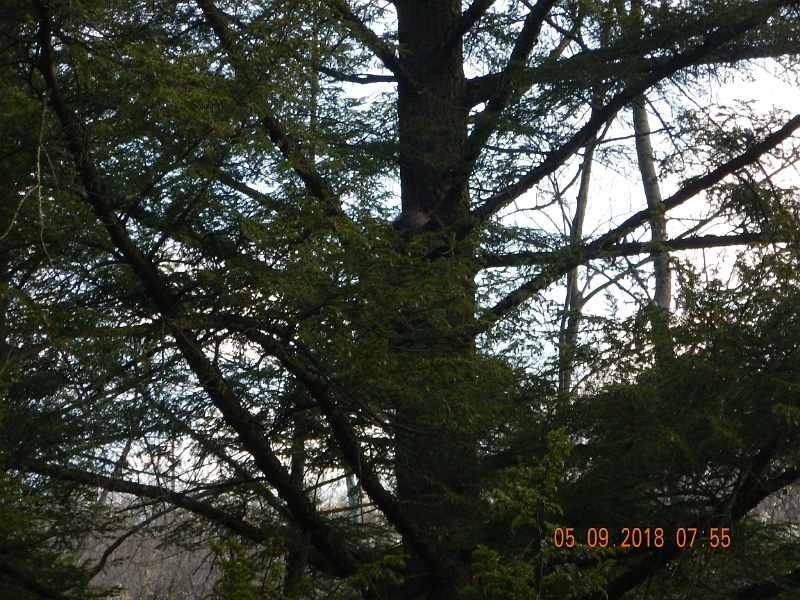 DSCN3179.jpg - Was trying to take a pic of a raccoon.  You can pick out its tail in the center of the pic.