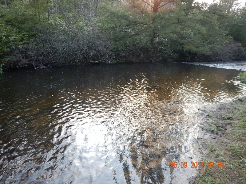 DSCN3184.jpg - There are more fish here than one would believe.