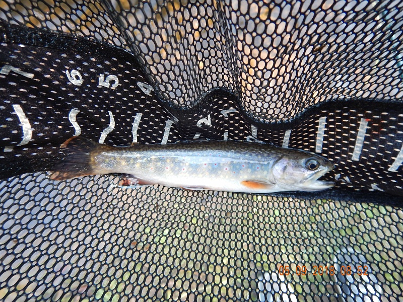 DSCN3189.jpg - Then by gosh, a brookie.  That makes a hat trick.  A rainbow, brown and brookie on the same day from the same spot!