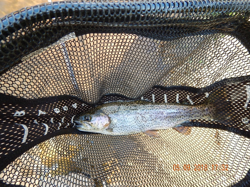 DSCN3201.jpg - Went back to the pond on the last evening of my trip....caught a few more.