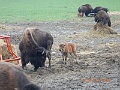 DSCN3138