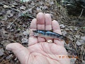 DSCN3164