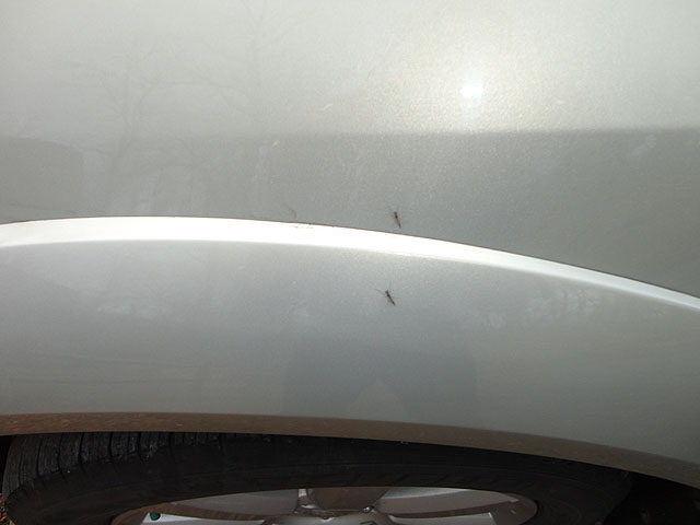 DSC00514.jpg -                                Another buggy pic