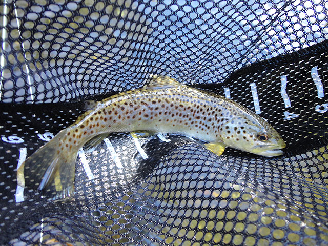 DSC01265.jpg -                                Fish weren't jumping on the hook as in previous visits but they were still biting....a little.