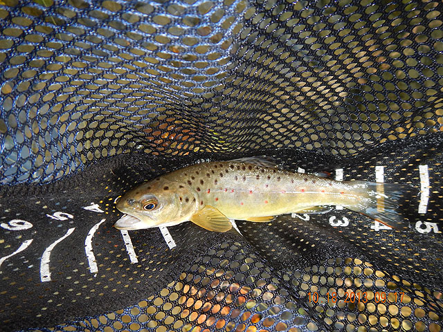 DSCN0164.jpg -                                Good start to a great day.  A trout from the run.