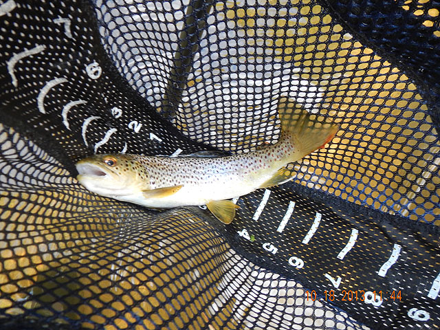 DSCN0174.jpg -                                Then Ed got this nice brown.