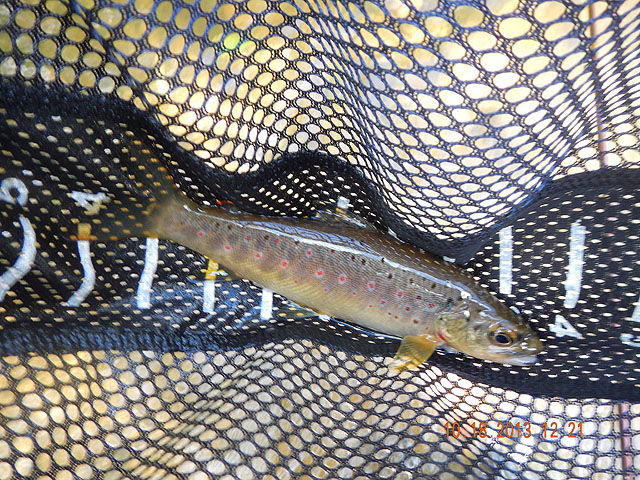 DSCN0177.jpg -                                Then I got this pretty little brown.