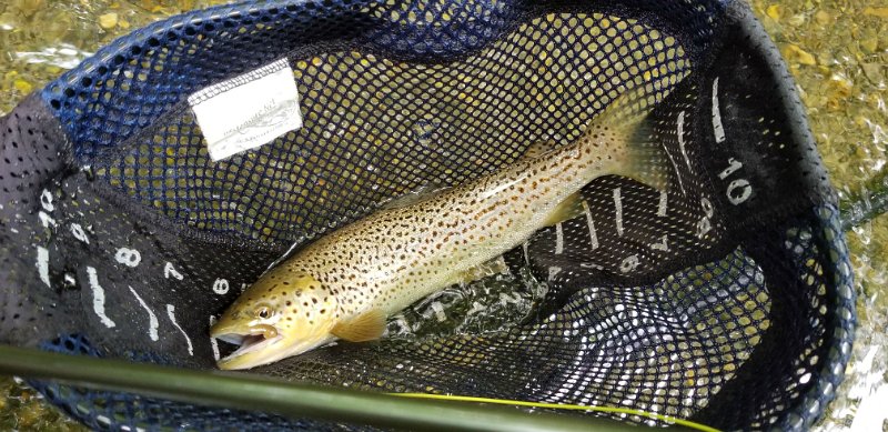 $YellowBreeches1a004$.jpg - Gary had another....