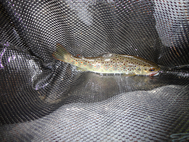 DSC00208001.jpg - Breeches trout 2